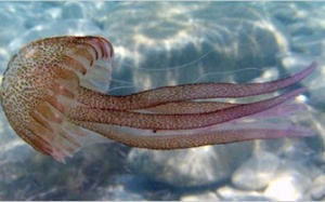 Không nên cho trẻ em ăn sứa biển